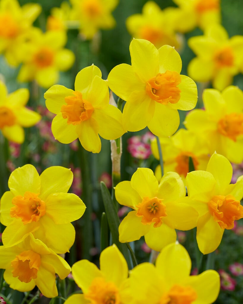 daffodil 'Anfield'