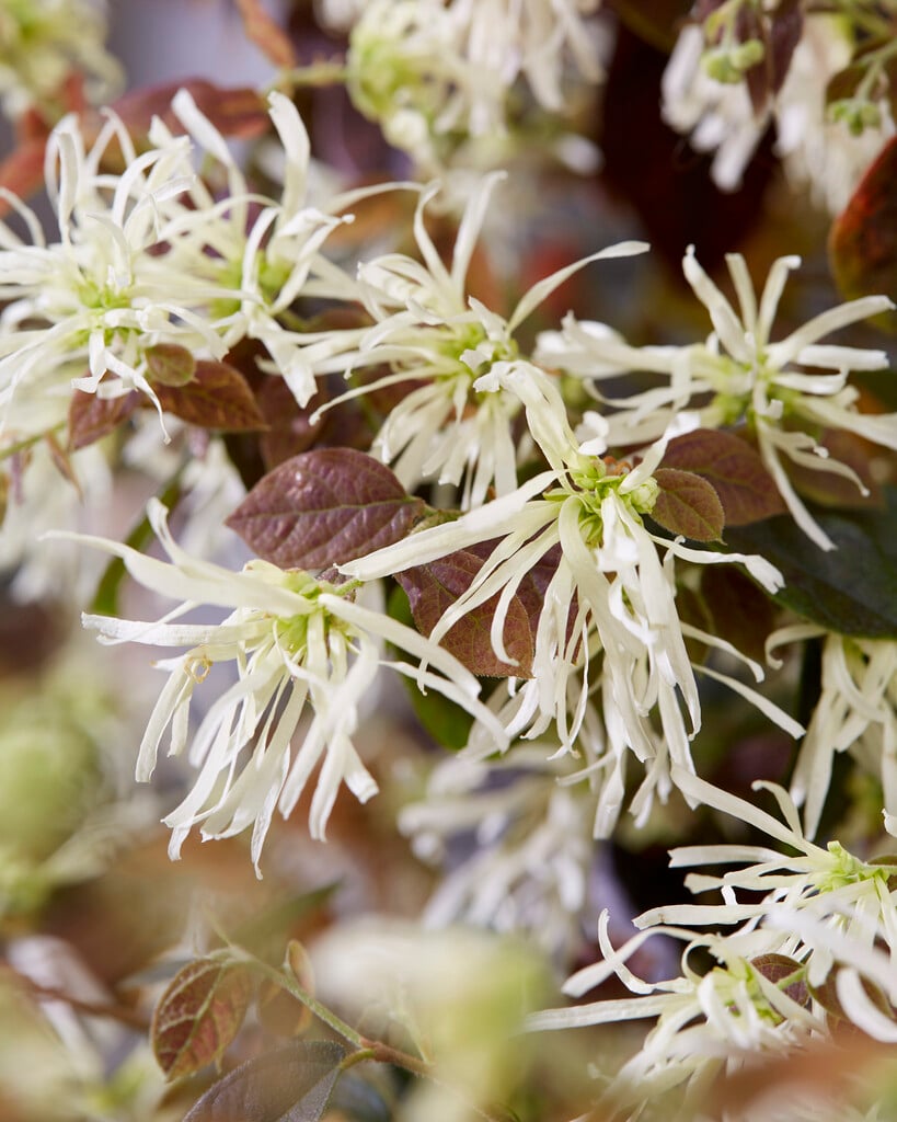 Chinese witch hazel [Ruby Snow]
