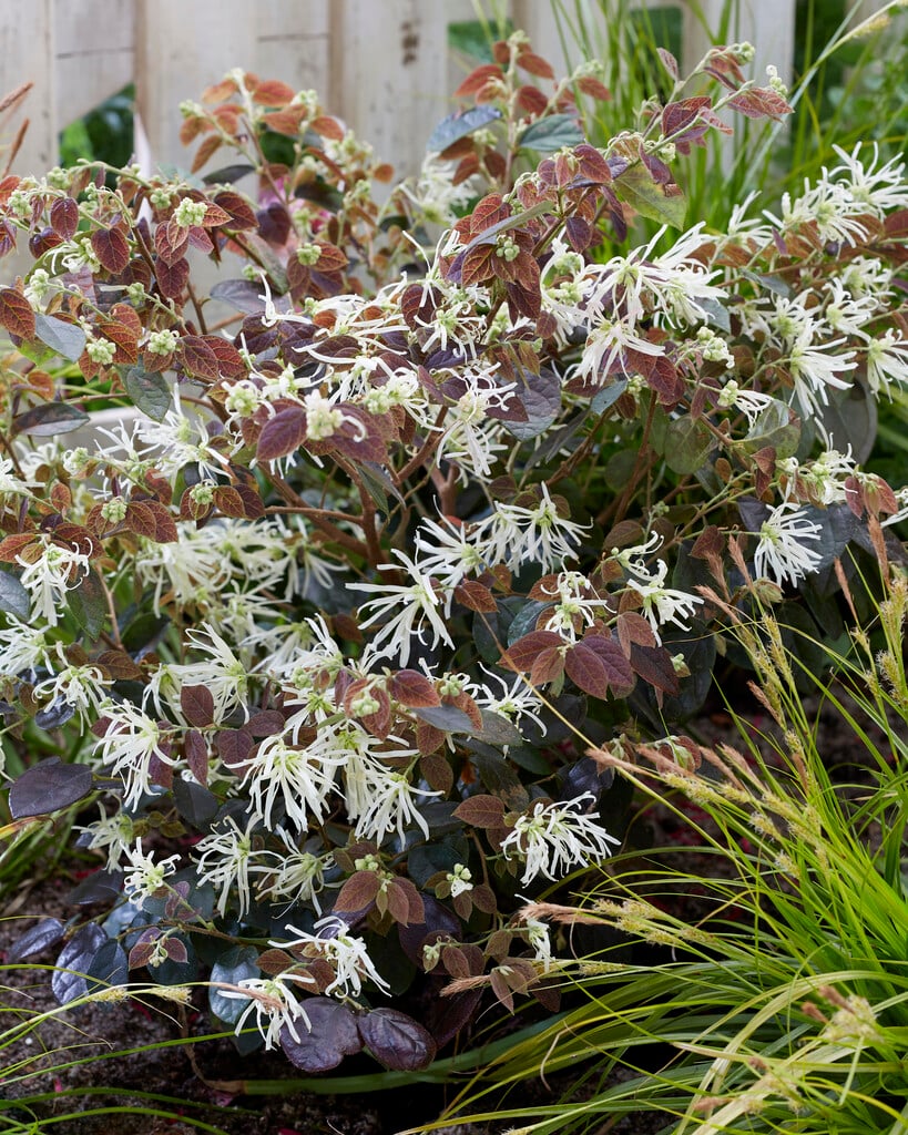 Chinese witch hazel [Ruby Snow]