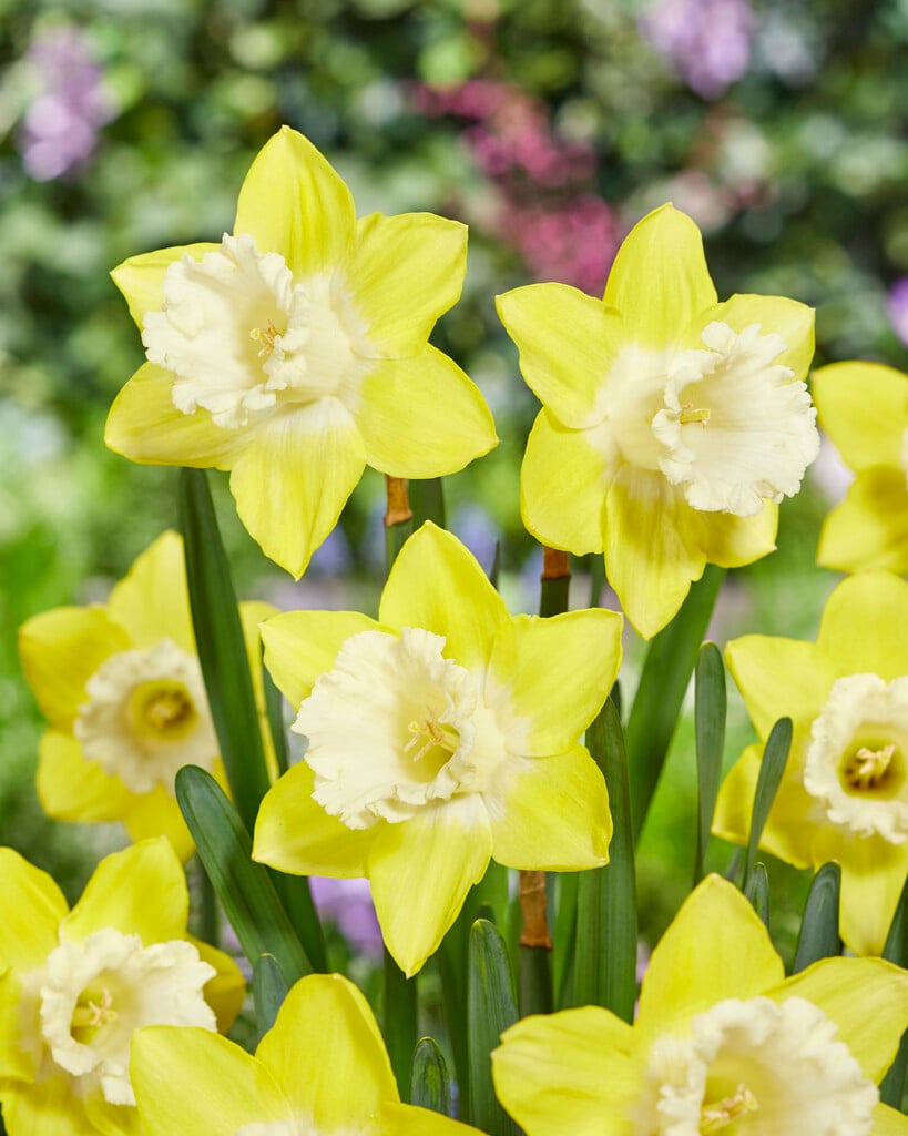 daffodil 'Teal'