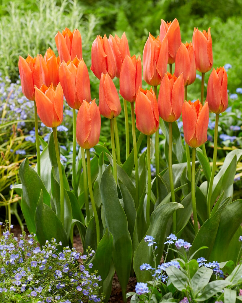 tulip 'Orange Brilliant'