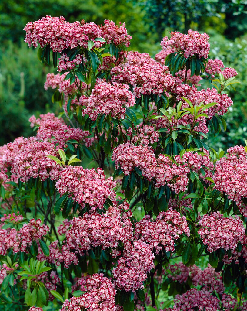 <i>Kalmia</i> <i>latifolia</i> 'Bullseye'