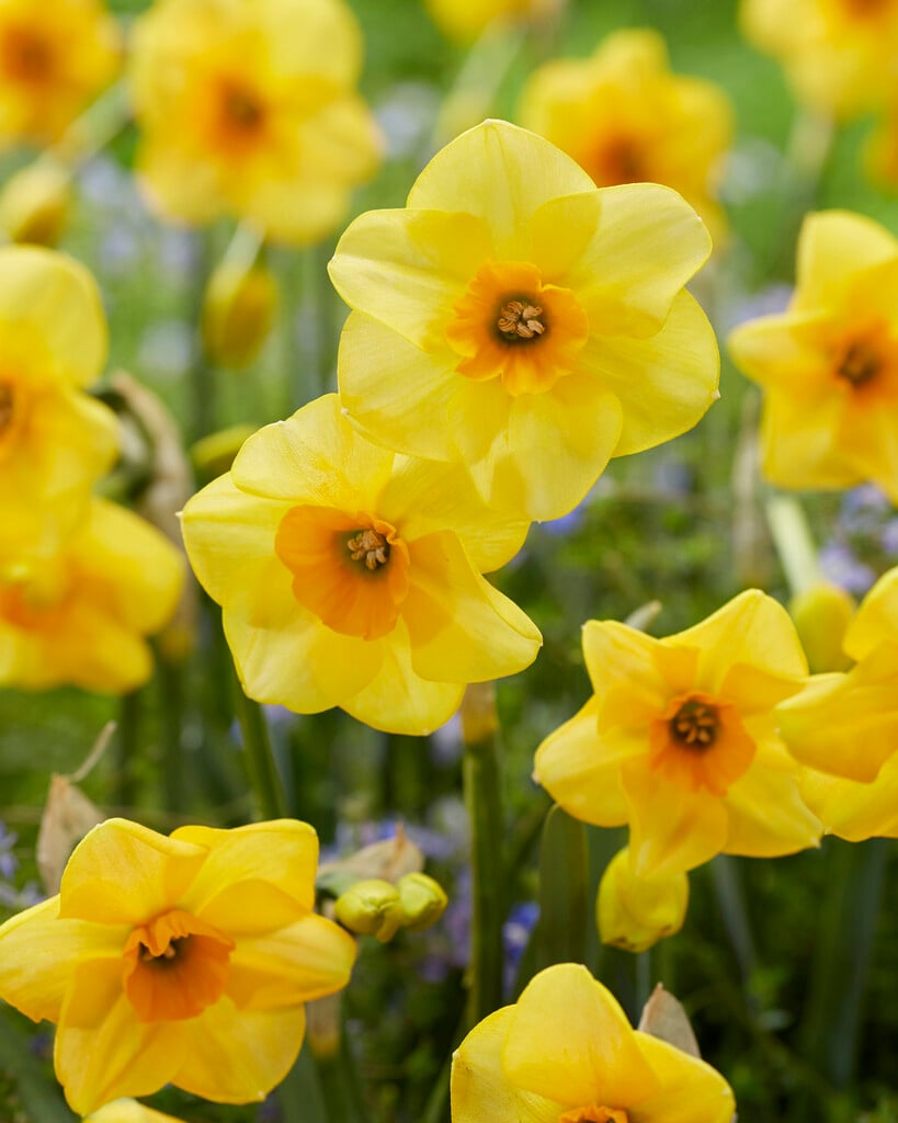 daffodil 'Littlefield'