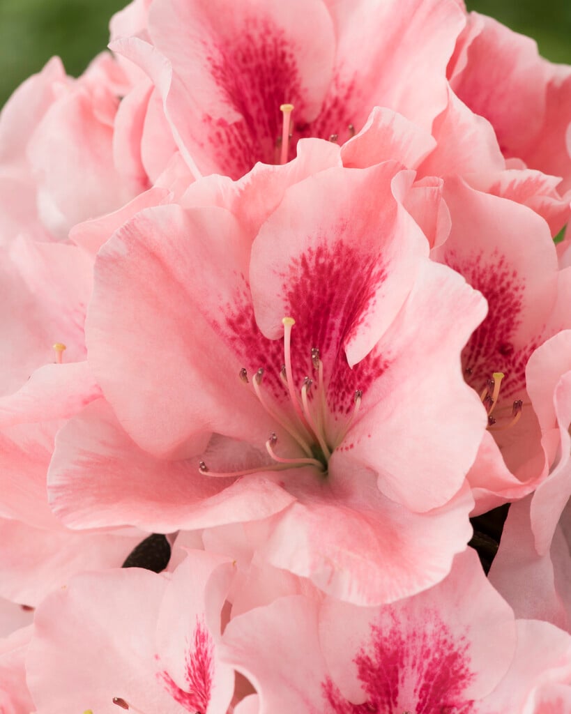 Indian azalea