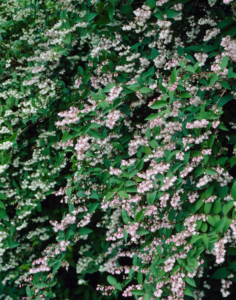 <em>Deutzia</em> <em>scabra</em> 'Plena' (d)