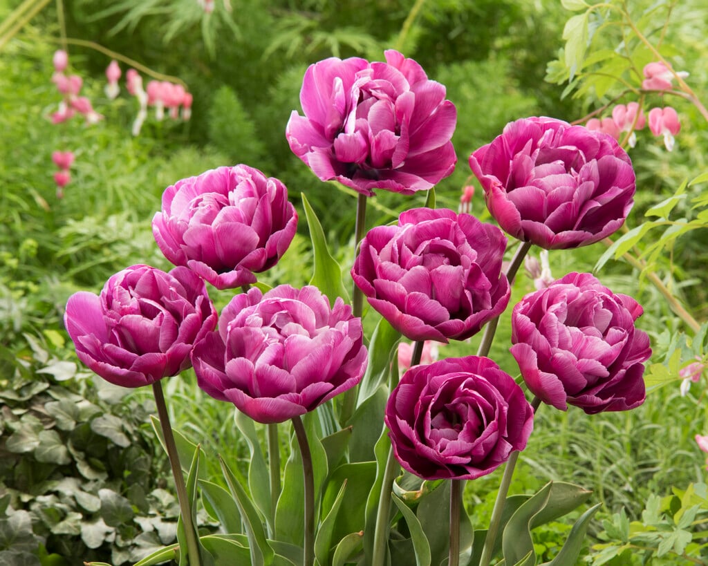 tulip 'Blue Diamond'