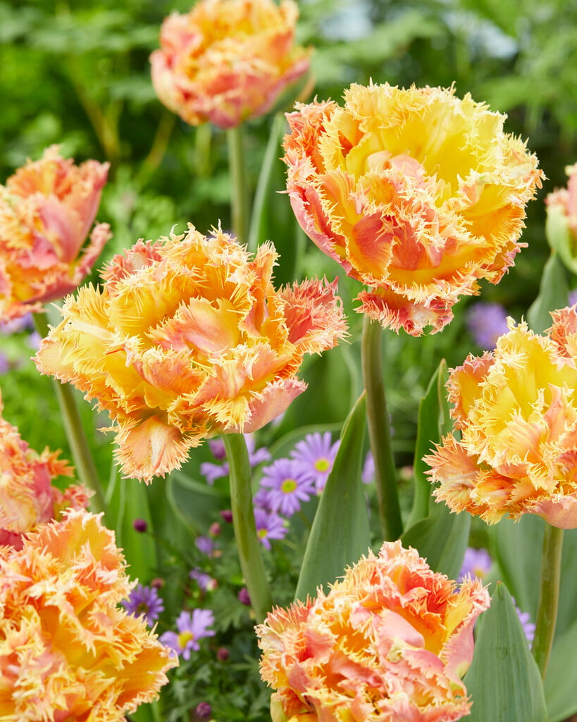 tulip 'Esprit'