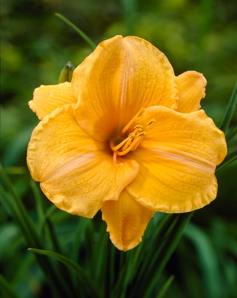 daylily 'Sombrero Way'