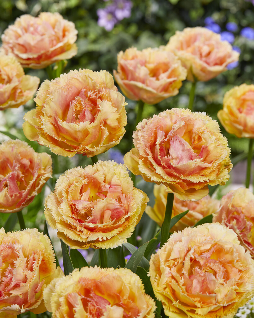 tulip 'Vaya con Dios