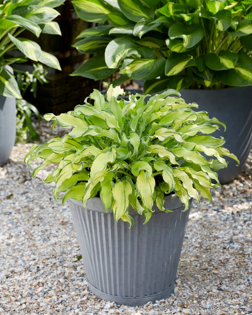 plantain lily 'Ripple Effect'