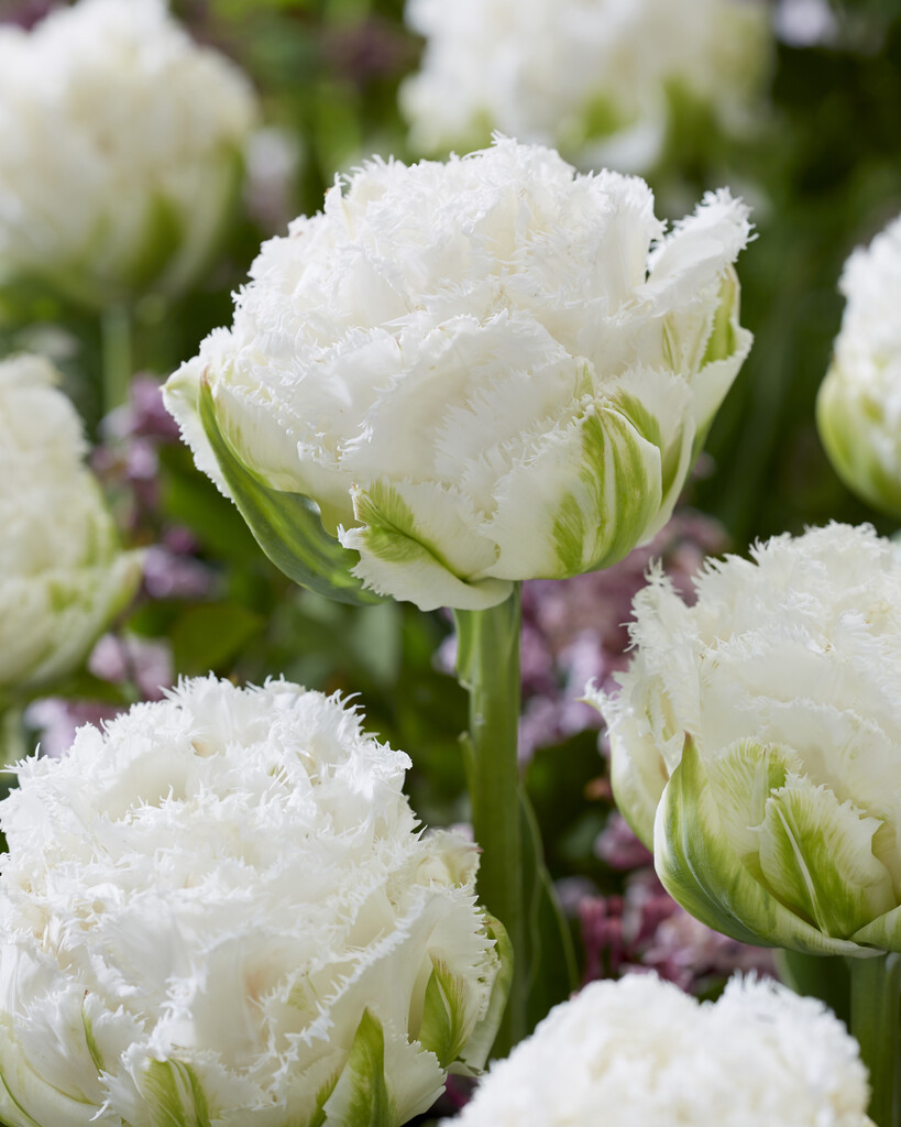 tulip 'Snow Crystal'