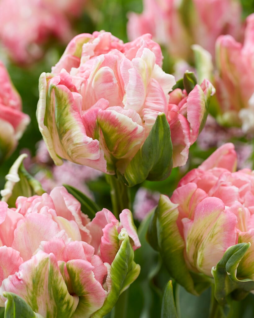 tulip 'Star of Parrots'