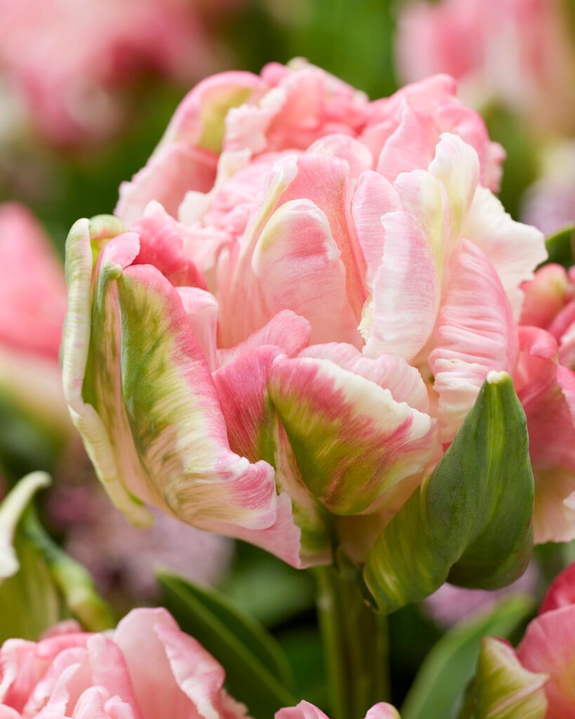 tulip 'Star of Parrots'