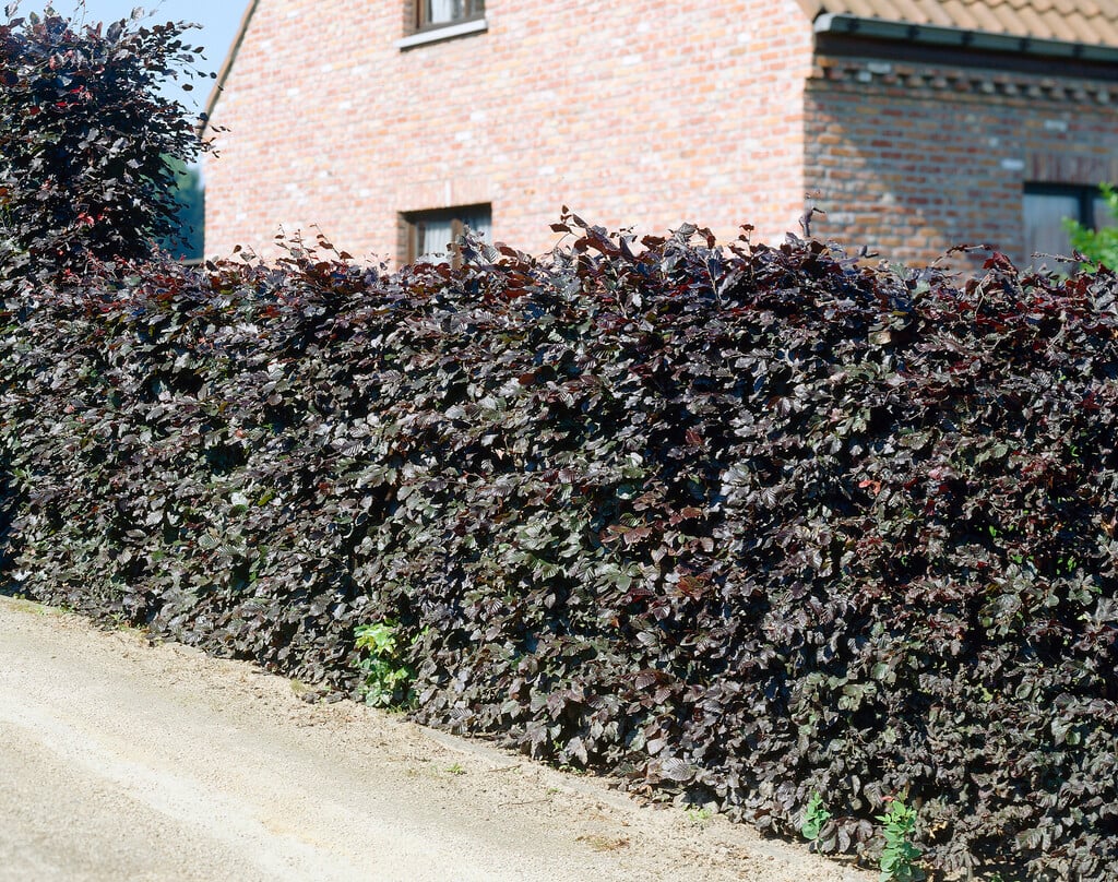 hornbeam 'Purpurea'