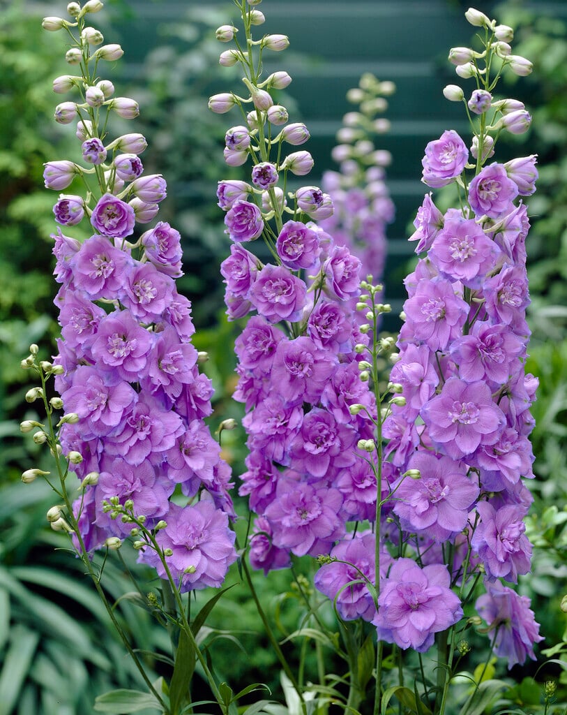 <i>Delphinium</i> 'Wishful Thinking'