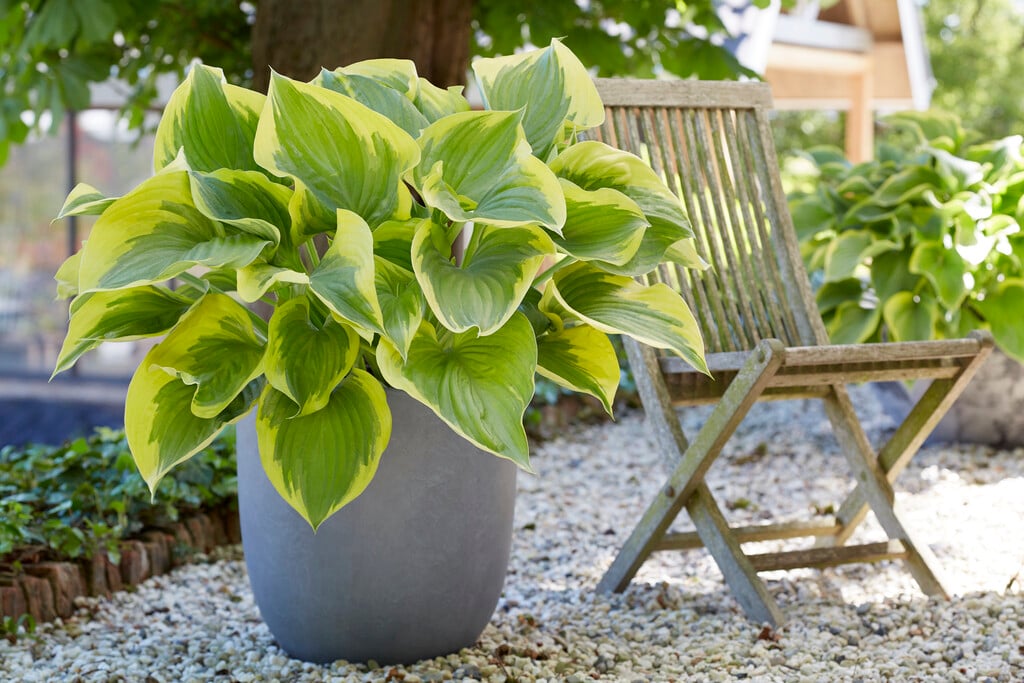 plantain lily 'Final Victory'