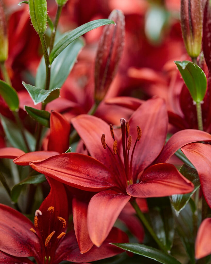 lily 'Cavoli'