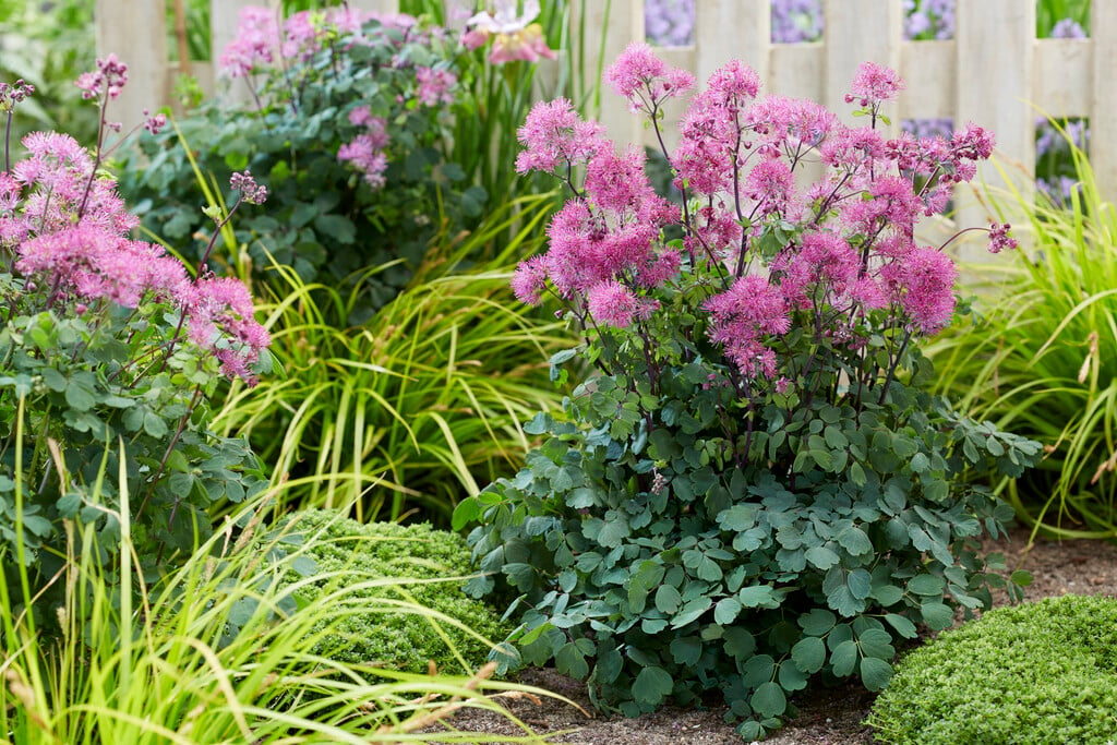 meadow rue 'Little Pinkie'