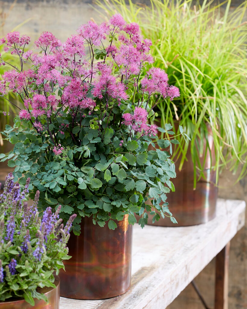 meadow rue 'Little Pinkie'