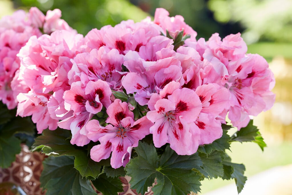 <em>Pelargonium</em> <em>grandiflorum</em>