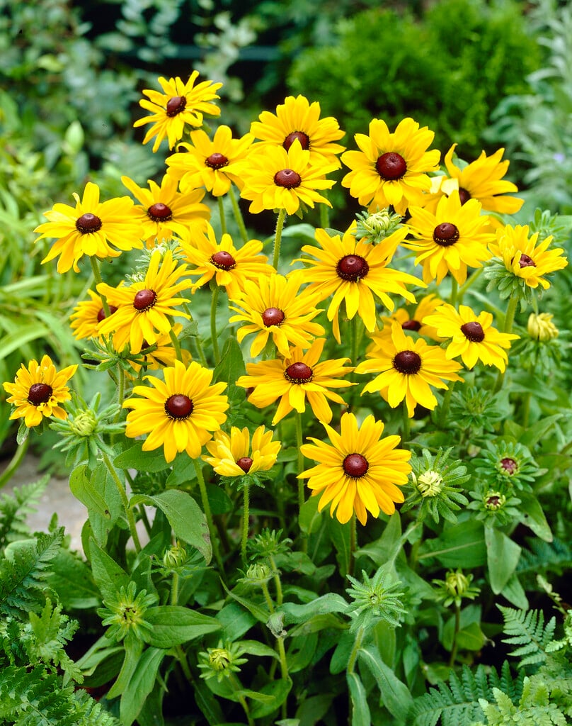 black-eyed Susan 'Goldilocks'