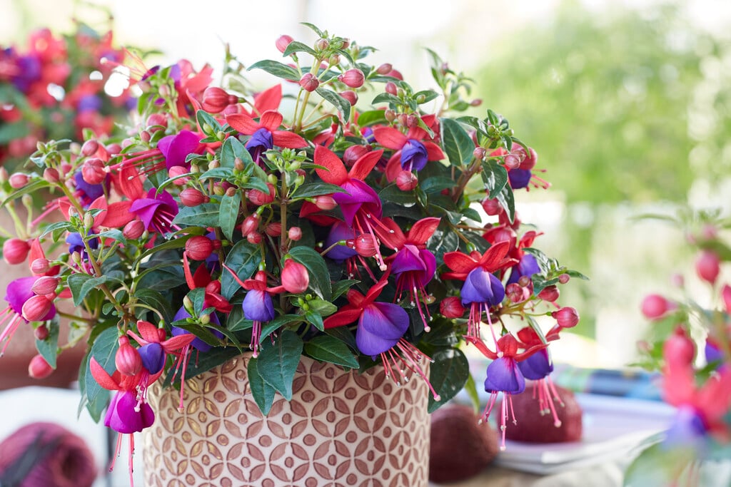 fuchsia 'Vera'