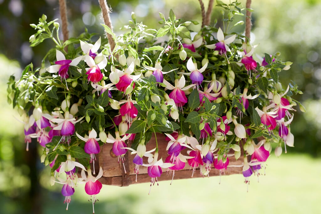 fuchsia 'Nora'