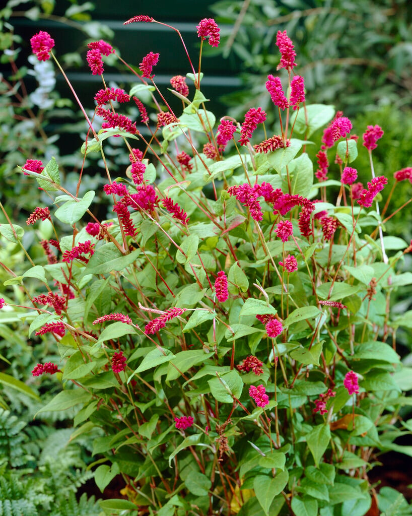 weeping red bistort