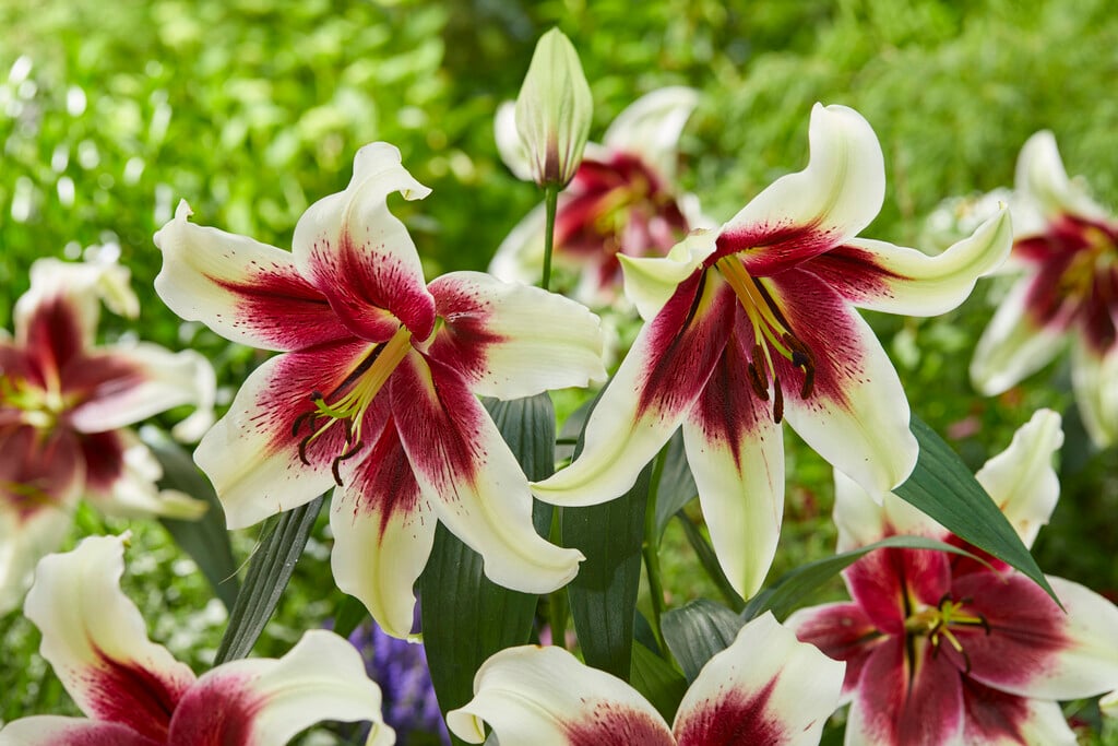 lily 'Zeba'