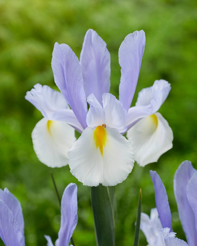 iris 'Silvery Beauty'