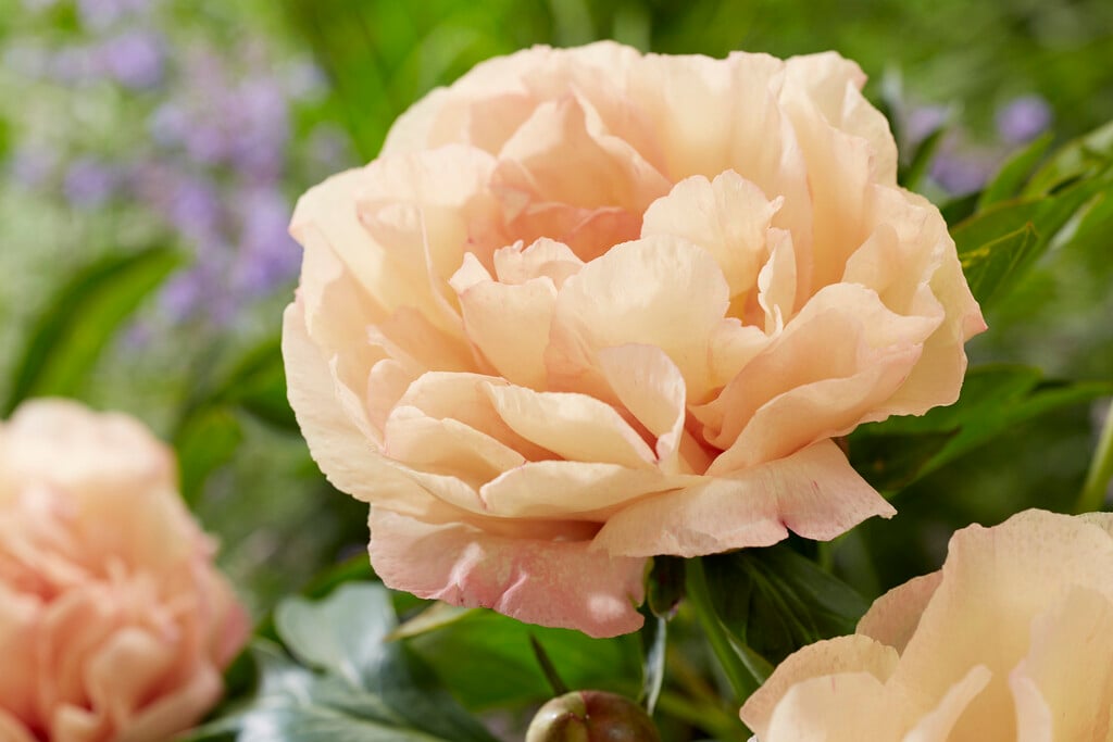 peony 'Canary Brilliant'