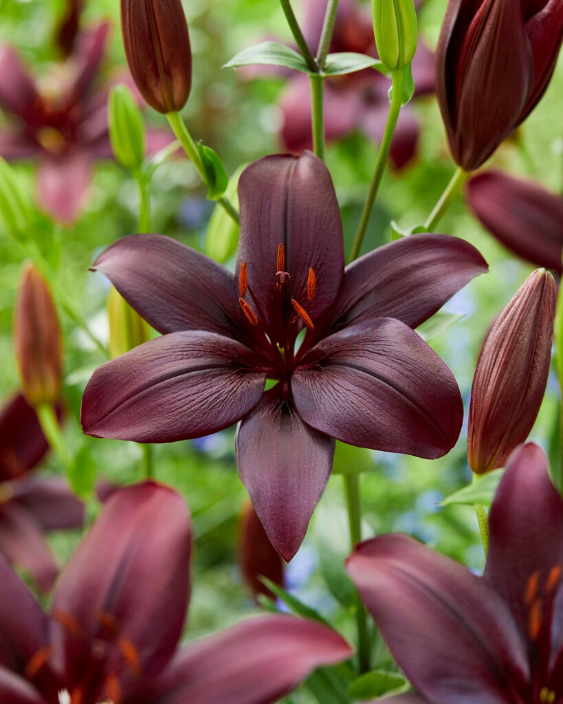 lily 'Black Charm'