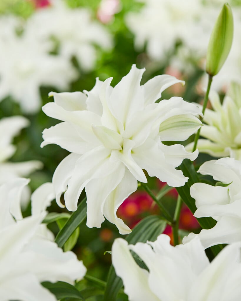 lily 'My Wedding'