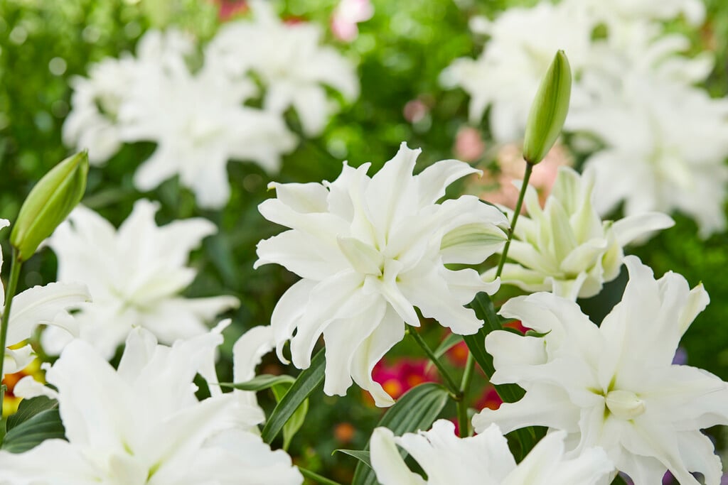 lily 'My Wedding'
