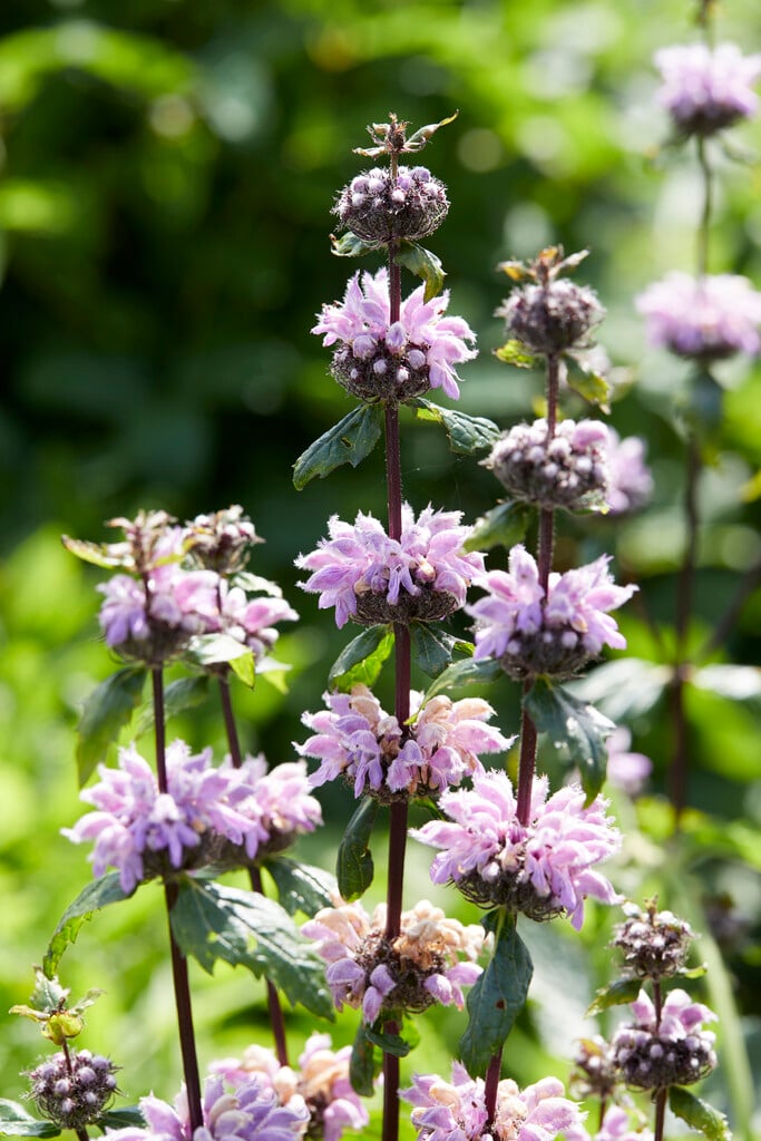 sage-leaf mullein 'Prima Donna'
