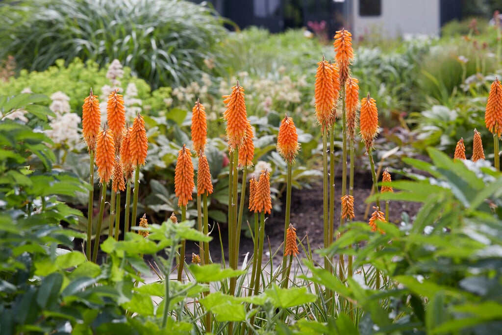 red-hot poker 'First Sunrise'