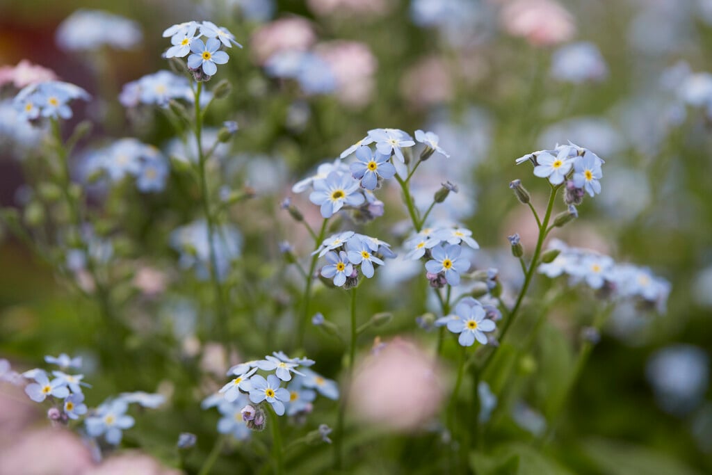 forget-me-not 'Mon Amie Blue'