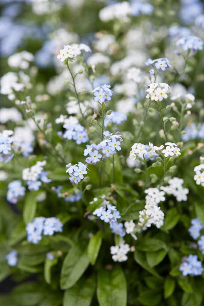 forget-me-not 'Mon Amie Blue'