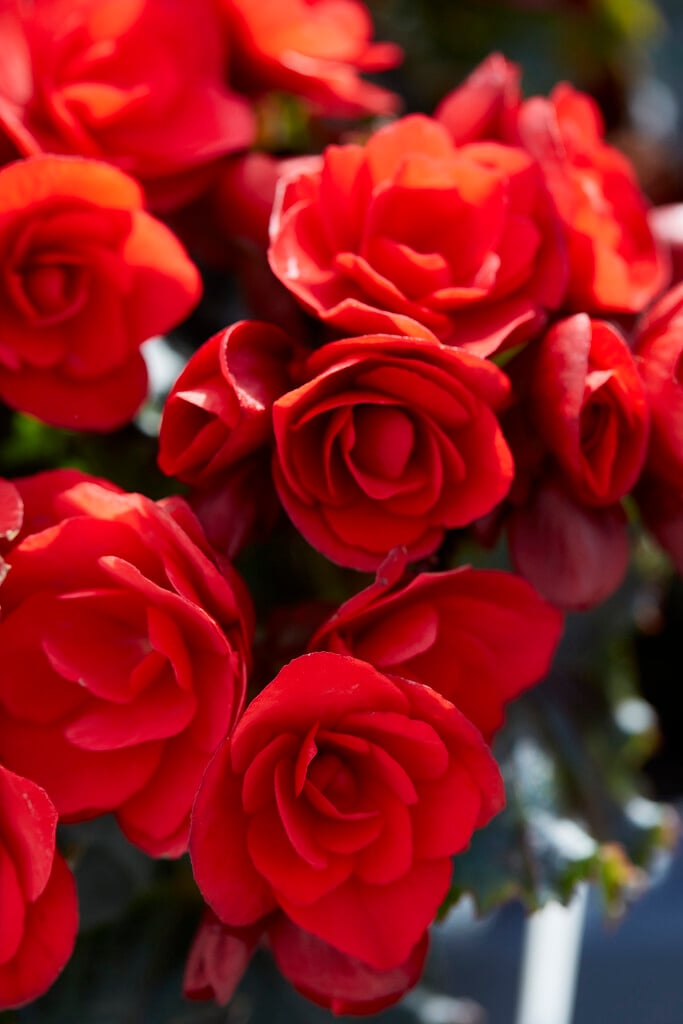 begonia [Vermillion Red]