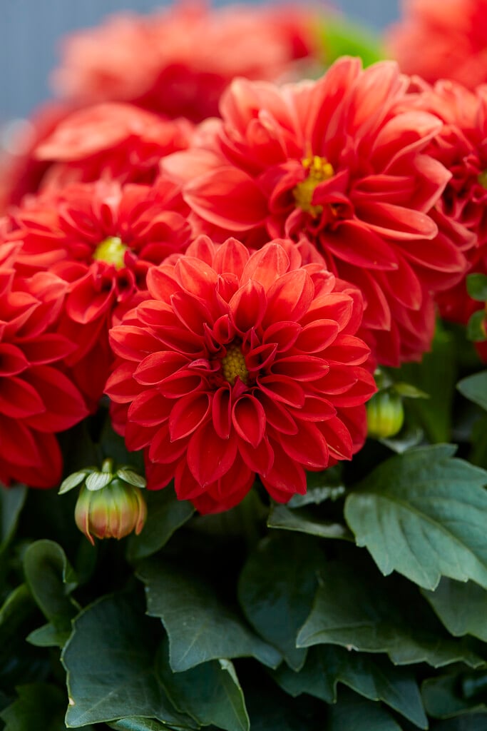 dahlia [Dahlietta Anna]