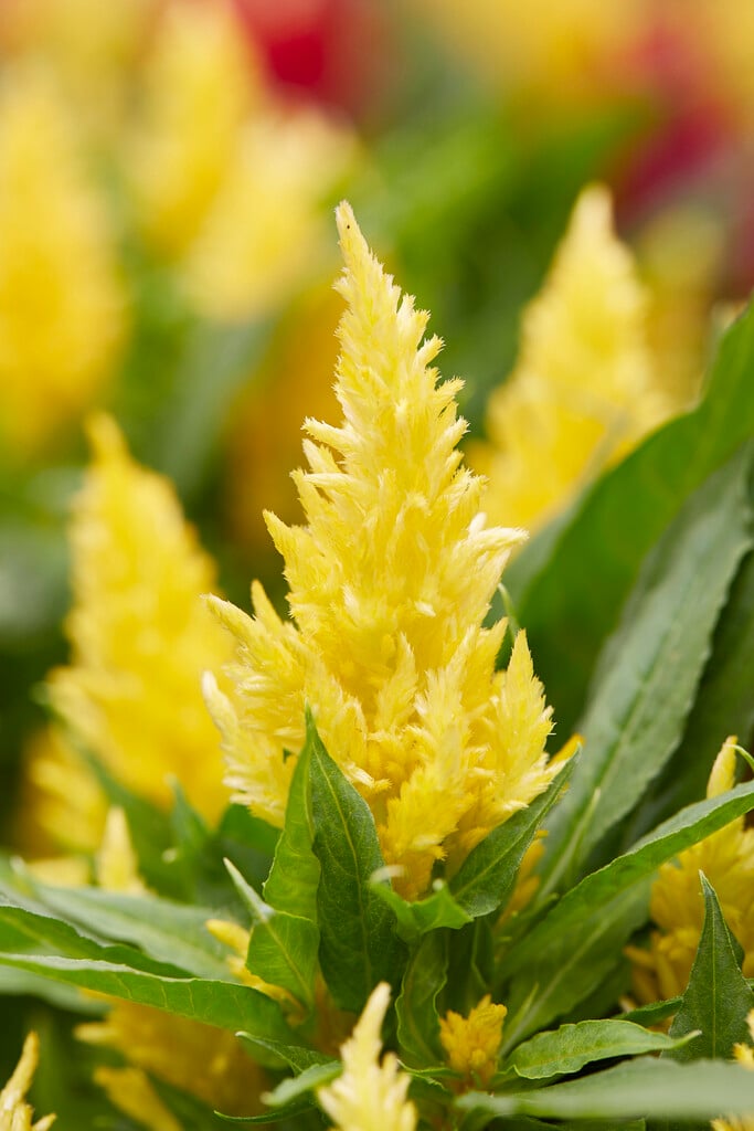 <i>Celosia</i> <i>argentea</i> var. <i>cristata</i> (Plumosa Group) [<span style="font-variant: small-caps;">Kelos Fire Yellow</span>] ('Bkcelfyl') (Kelos Fire Series)