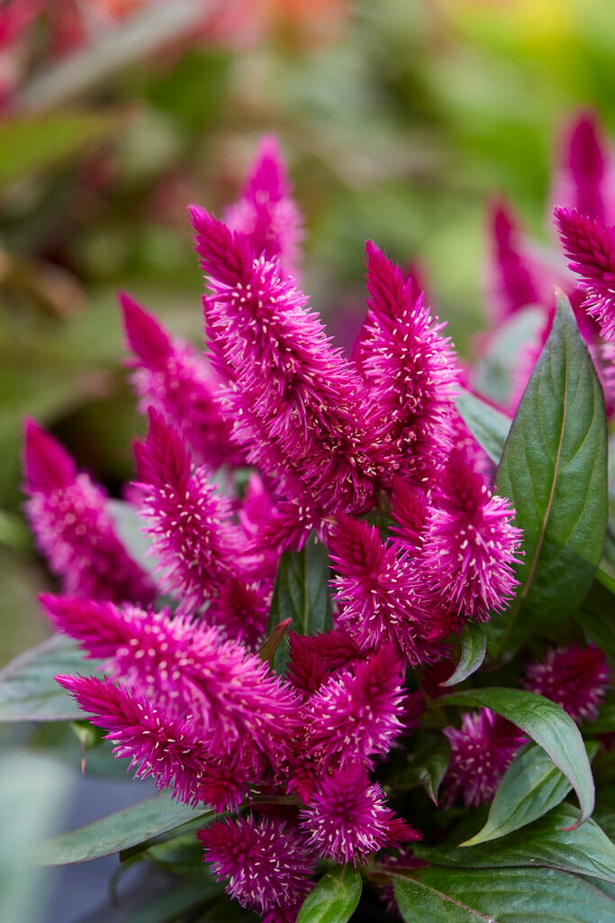 <i>Celosia</i> <i>argentea</i> (Spicata Group) [<span style="font-variant: small-caps;">Kelos Atomic Violet</span>] ('Bkcelav') (Kelos Atomic Series)