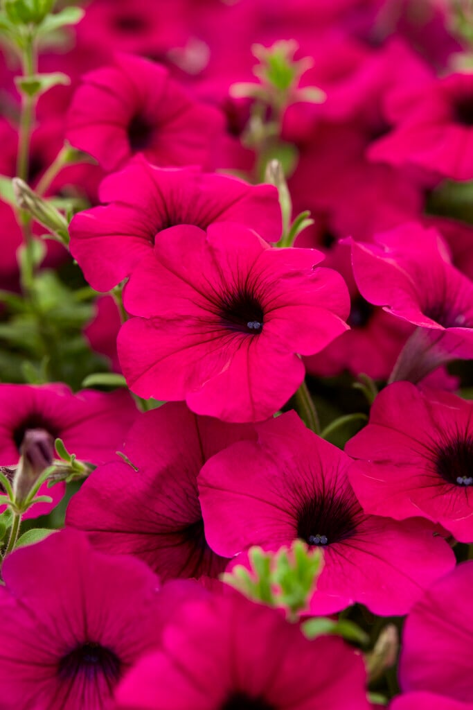 petunia 'Wave Purple'