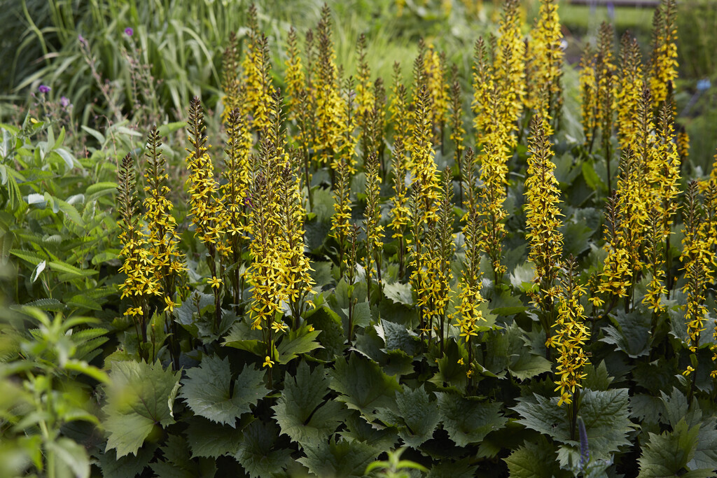 <i>Ligularia</i> 'Bottle Rocket'