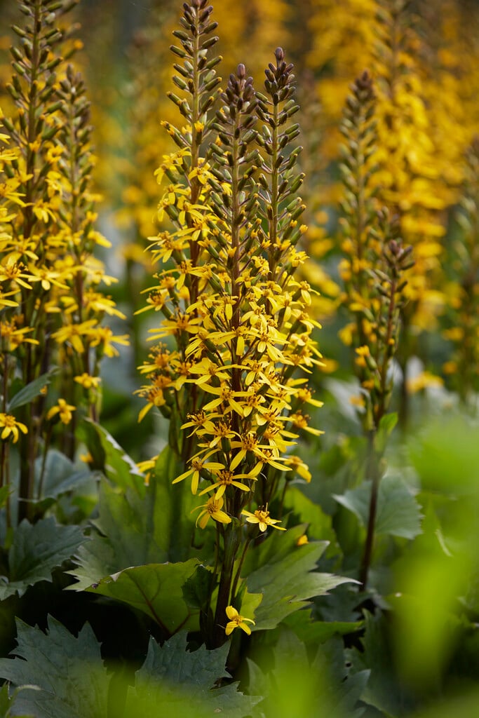 <i>Ligularia</i> 'Bottle Rocket'