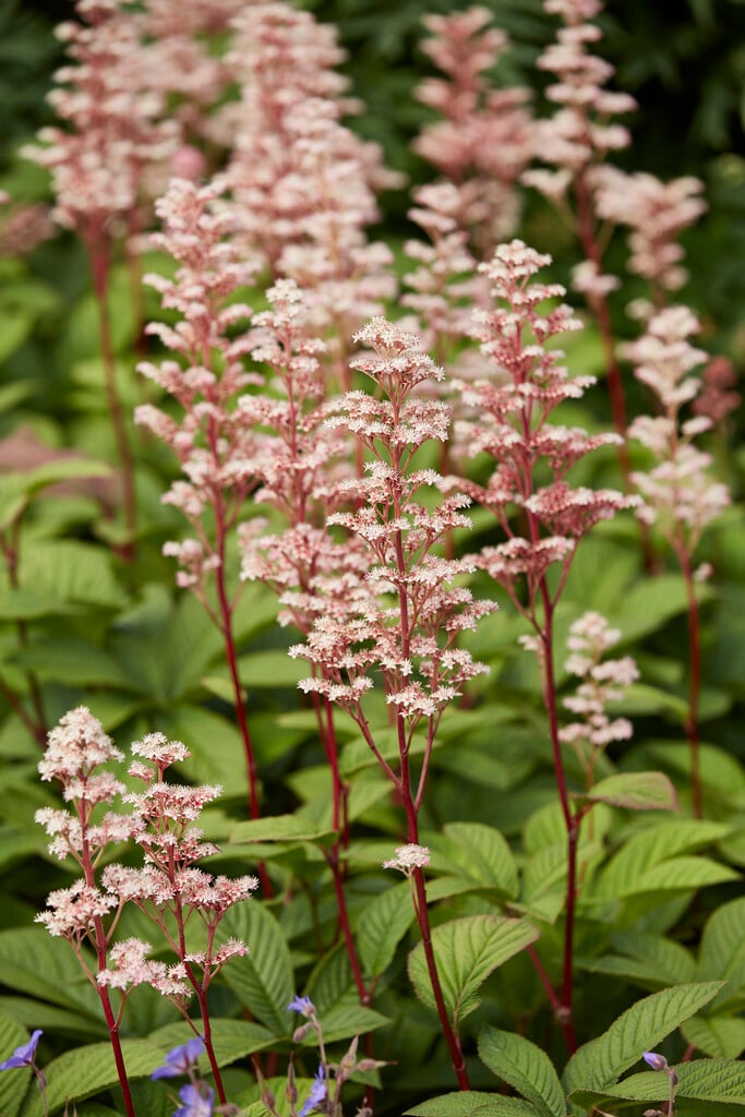 rodgersia 'Maurice Mason'