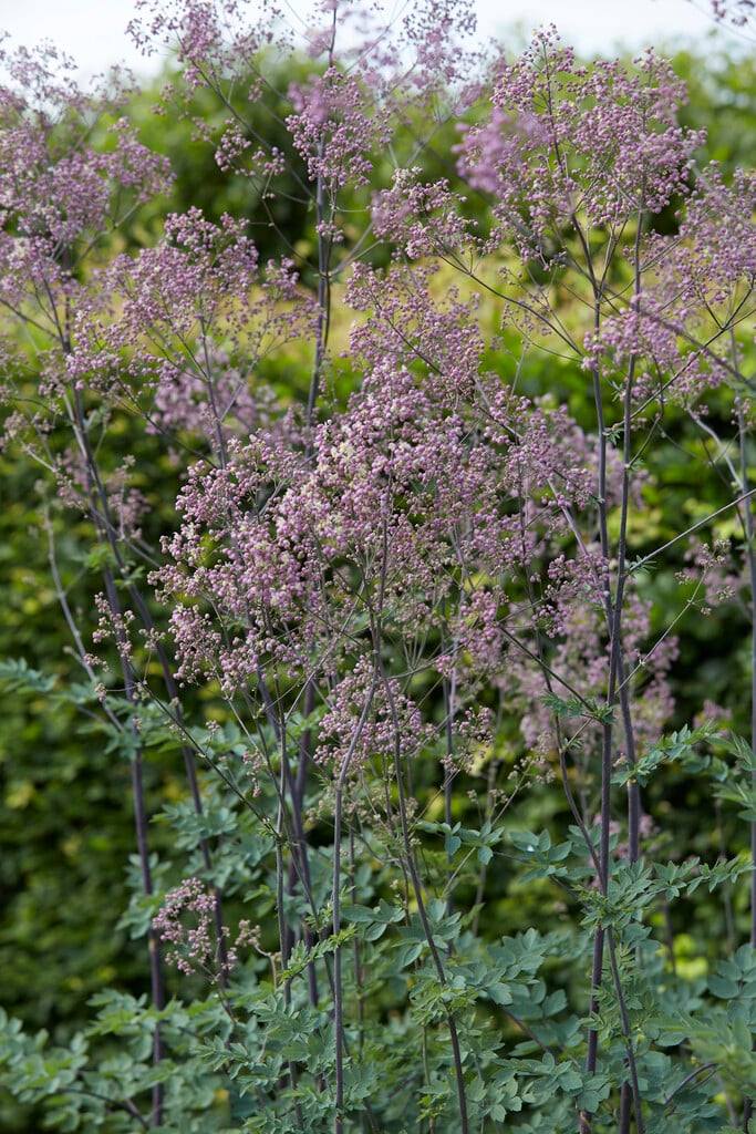 meadow rue 'Elin'