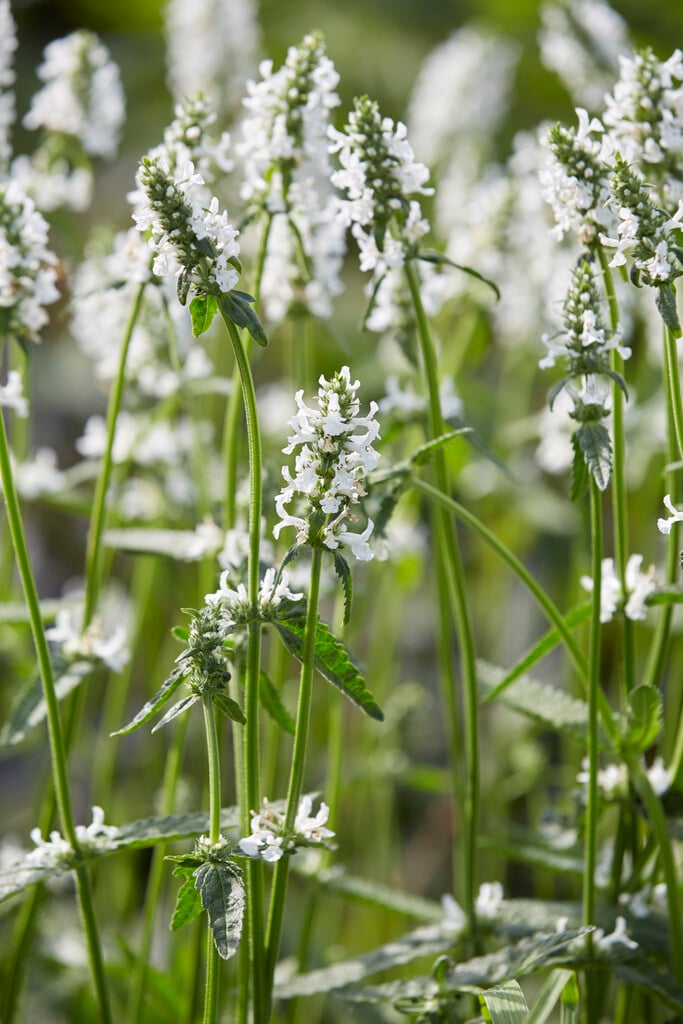 <i>Stachys</i> 'The Bride'