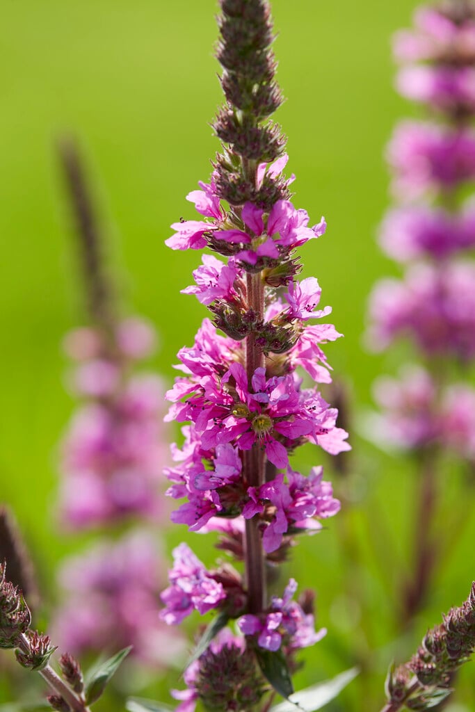 purple loosestrife