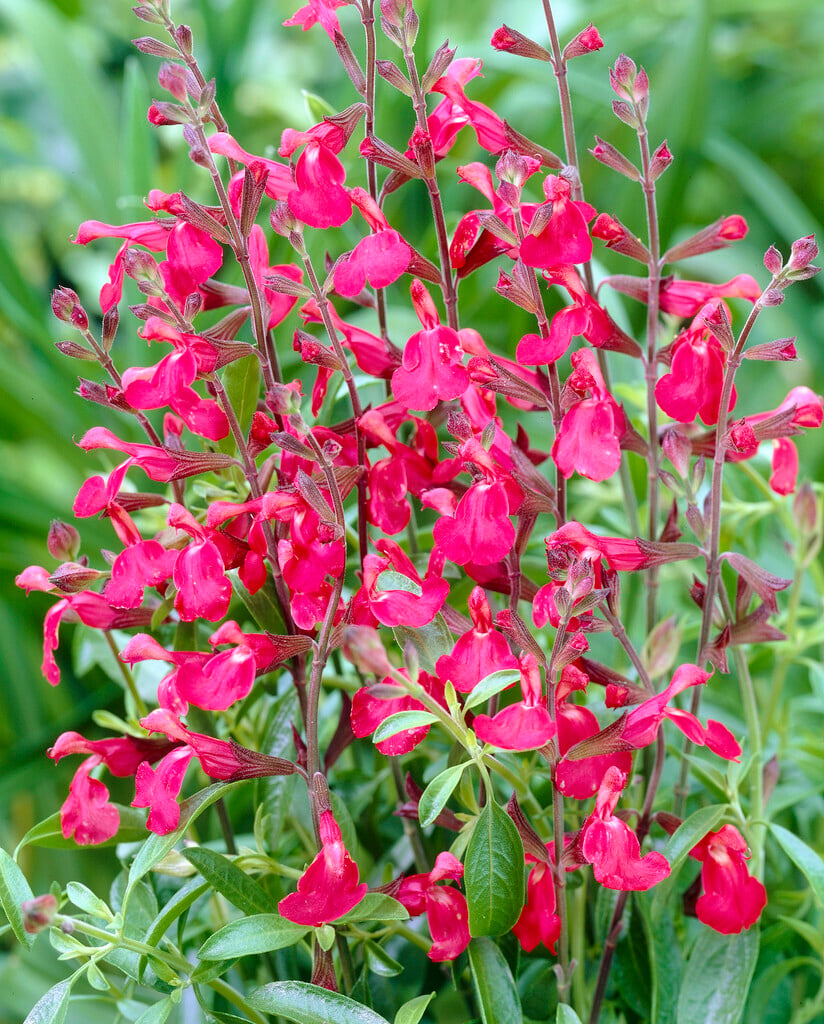 autumn sage 'Lipstick'